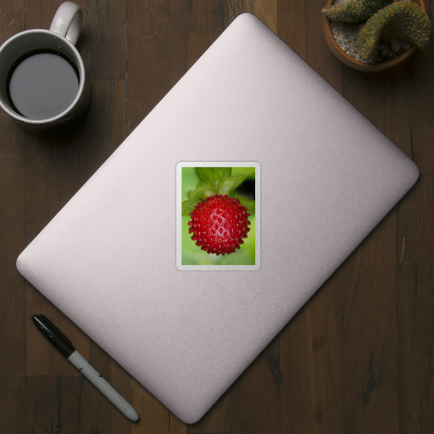 Red berry of Potentilla indica - mock strawberry by SDym Photography